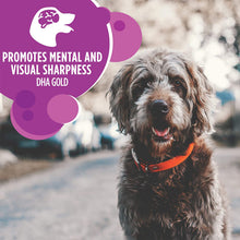 Load image into Gallery viewer, IAMS Senior Dry Dog Food, Chicken, All Breed Sizes