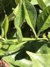 Load image into Gallery viewer, IV Organic 100534572 White 3-in-1 Plant Guard, 1 Pint