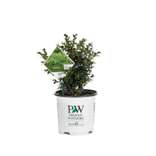 Load image into Gallery viewer, Proven Winners North Star Boxwood