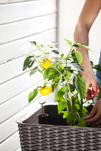 Load image into Gallery viewer, Keter Easy Grow 31.7 Gallon Raised Garden Bed with Self Watering Planter Box and Drainage Plug