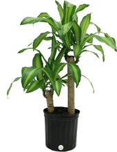 Load image into Gallery viewer, Costa Farms Mass Cane Corn Plant Live Indoor Floor Plant in 8.75-Inch Grower Pot