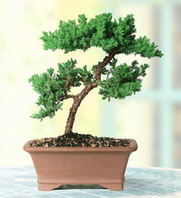 Load image into Gallery viewer, Brussel&#39;s Live Green Mound Juniper Outdoor Bonsai Tree - 5 Years Old; 6&quot; to 10&quot; Tall with Decorative