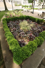 Load image into Gallery viewer, Proven Winners North Star Boxwood