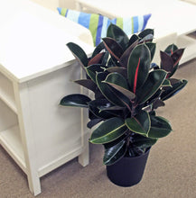 Load image into Gallery viewer, Costa Farms Ficus elastica Rubber Tree Live Indoor Plant