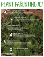 Load image into Gallery viewer, Bonnie Plants 5027 Cilantro Herb Plant