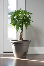 Load image into Gallery viewer, Bloem, Chocolate Lucca Self Watering Planter, 16&quot;, (LP1645)
