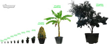 Load image into Gallery viewer, Viagrow Gallon Round Plastic Nursery Garden POTS
