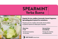 Load image into Gallery viewer, Bonnie Plants 5109 Spearmint, 1-Pack