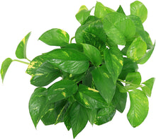 Load image into Gallery viewer, Delray Plants Costa Farms Ivy in Pot