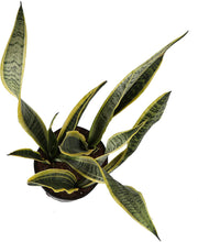 Load image into Gallery viewer, Costa Farms Plant