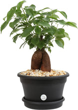 Load image into Gallery viewer, Costa Farms