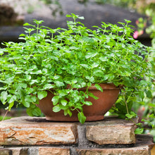 Load image into Gallery viewer, Bonnie Plants 5109 Spearmint, 1-Pack