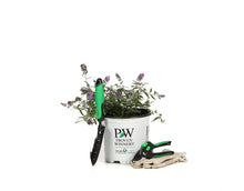 Load image into Gallery viewer, 1 Gal. Lo &amp; Behold &#39;Lilac Chip&#39; Butterfly Bush (Buddleia) Live Shrub, Lavender-Pink Flowers