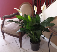 Load image into Gallery viewer, Costa Farms Spathiphyllum Peace Lily Live Indoor Plant in Premium