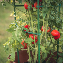 Load image into Gallery viewer, YARDGARD Gardener's Blue Ribbon 3-Pack Ultomato Tomato Plant Cage