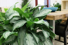 Load image into Gallery viewer, Costa Farms Silver Bay Aglaonema Chinese Evergreen in 9.25-Inch Grower Pot
