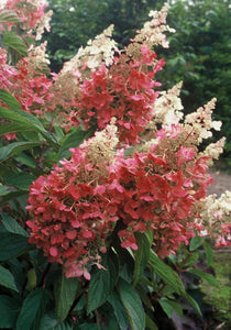 1 Gal. Pinky Winky Hardy Hydrangea (Paniculata) Live Shrub, White and Pink Flowers