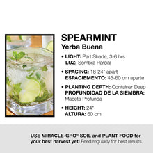 Load image into Gallery viewer, Bonnie Plants 5109 Spearmint, 1-Pack