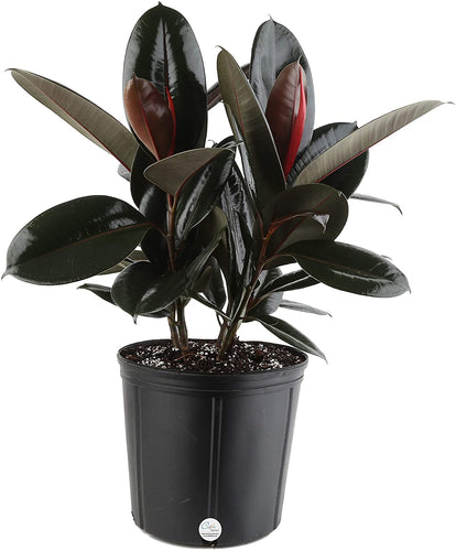 Costa Farms Ficus elastica Rubber Tree Live Indoor Plant