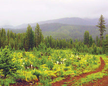 Load image into Gallery viewer, Hamilton Beach TrueAir Room Odor Eliminator Air Cleaner Purifier (04532GM)