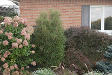 Load image into Gallery viewer, Fine Line Buckthorn (Rhamnus) Live Shrub, Green Foliage, 1 Gallon