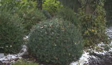 Load image into Gallery viewer, Proven Winners North Star Boxwood