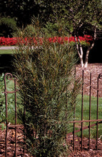 Load image into Gallery viewer, Fine Line Buckthorn (Rhamnus) Live Shrub, Green Foliage, 1 Gallon