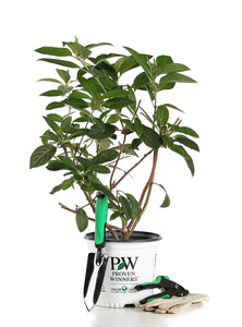 1 Gal. Pinky Winky Hardy Hydrangea (Paniculata) Live Shrub, White and Pink Flowers