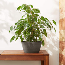 Load image into Gallery viewer, Arcadia PSW TD25DC Sleek Bulb Pan, 10 by 5-Inch, Dark Charcoal