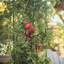 Load image into Gallery viewer, YARDGARD Gardener's Blue Ribbon 3-Pack Ultomato Tomato Plant Cage