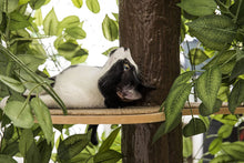 Load image into Gallery viewer, On2Pets Cat Condo Furniture, Tree House Tower for Climbing, Playing, Scratching, and Relaxing
