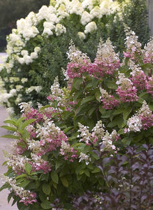 1 Gal. Pinky Winky Hardy Hydrangea (Paniculata) Live Shrub, White and Pink Flowers