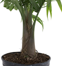 Load image into Gallery viewer, Costa Farms Parlor Palm, Neanthe Bella, Live Indoor