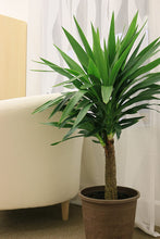 Load image into Gallery viewer, Costa Farms Yucca Cane Live Indoor Floor Plant in 8.75-Inch Grower Pot