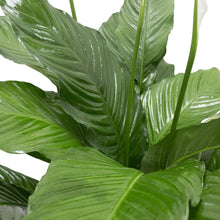 Load image into Gallery viewer, Costa Farms Spathiphyllum Peace Lily Live Indoor Plant in Premium