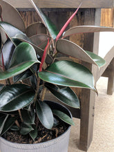 Load image into Gallery viewer, Costa Farms Ficus elastica Rubber Tree Live Indoor Plant