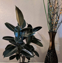 Load image into Gallery viewer, Costa Farms Ficus elastica Rubber Tree Live Indoor Plant