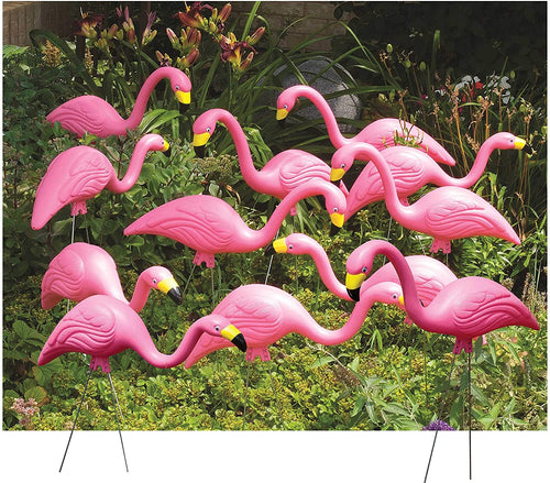 Bloem Flamingo