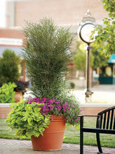 Load image into Gallery viewer, Fine Line Buckthorn (Rhamnus) Live Shrub, Green Foliage, 1 Gallon