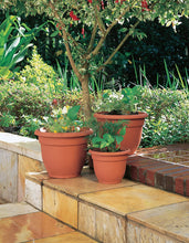 Load image into Gallery viewer, Bloem Ariana Self Watering Planter, 16&quot;, Calypso (AP1627)