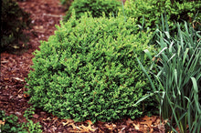 Load image into Gallery viewer, Proven Winners North Star Boxwood