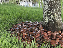 Load image into Gallery viewer, Margo Garden Products 1-3" 30lbs Rainforest Rosa Mexican Beach Pebbles, Medium, Red/Rose