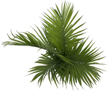 Load image into Gallery viewer, Costa Farms Parlor Palm, Neanthe Bella, Live Indoor