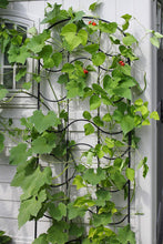 Load image into Gallery viewer, Achla Designs Waves Wrought Iron Garden Trellis