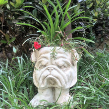Load image into Gallery viewer, Homestyles 9 in. Antique White Bulldog Muggly Mascot Animal Statue Planter Holds a 3&quot; Pot