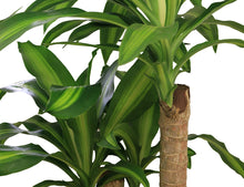 Load image into Gallery viewer, Costa Farms Mass Cane Corn Plant Live Indoor Floor Plant in 8.75-Inch Grower Pot