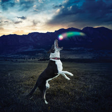Load image into Gallery viewer, Nite Ize GlowStreak LED Dog Ball, Bounce-Activated Light Up Dog Ball