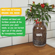 Load image into Gallery viewer, Back to the Roots Non-GMO Chilli Planter 25206 Organic Chilli Peppers Year-Round Indoor Herb Garden Grow Kit Includes Vegetable Seeds Variety Pack for Planting