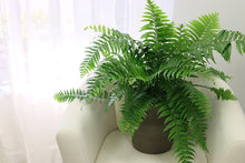 Load image into Gallery viewer, Costa Farms Macho Fern Live Indoor Floor Plant in 8.75-Inch Grower Pot