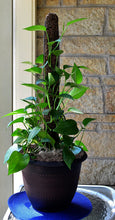Load image into Gallery viewer, Mosser Lee ML1010H Totem Pole Plant Support, 24"